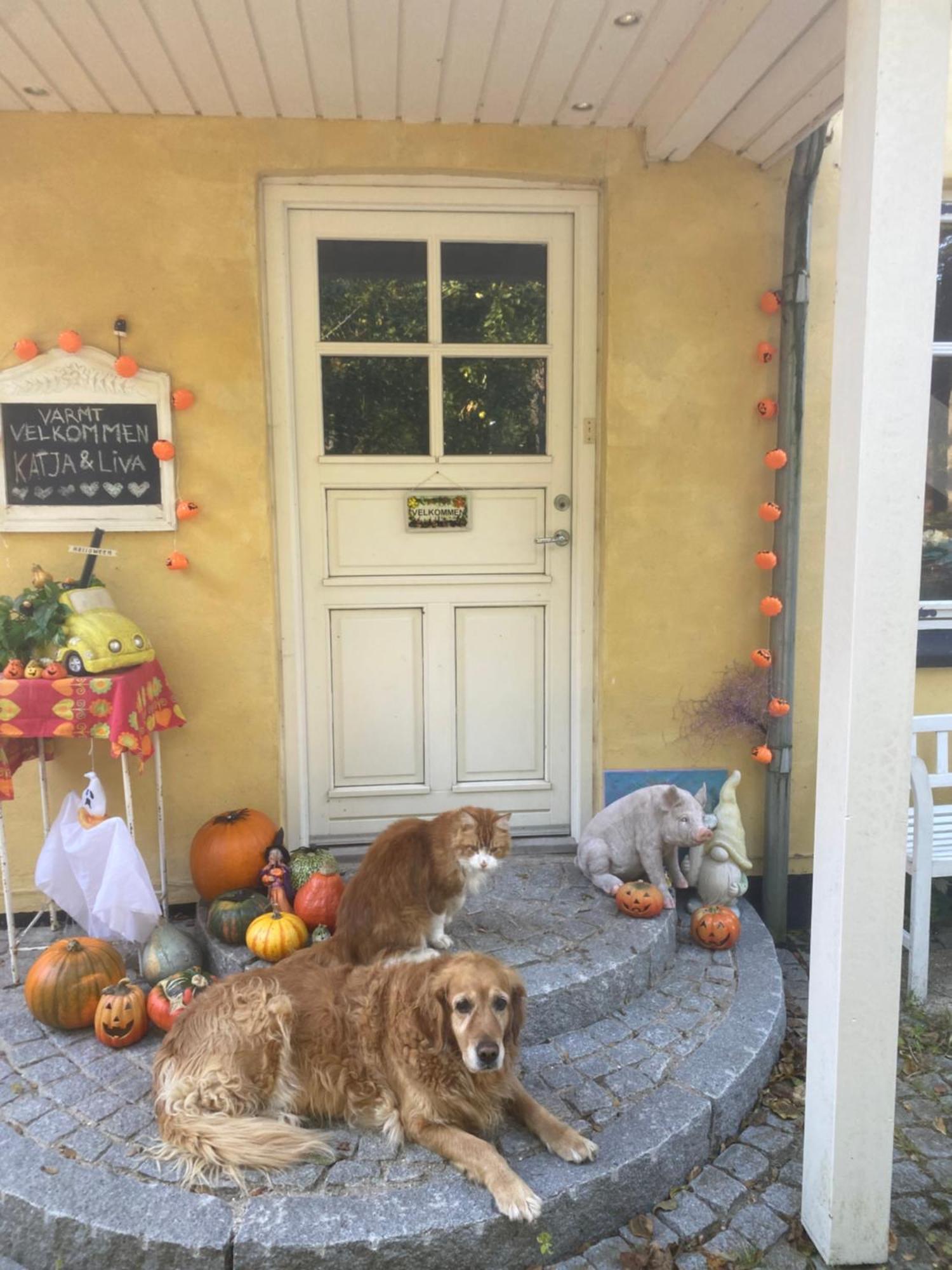 Katja B&B Roskilde Tutti Frutti Home Hedehusene Exterior foto